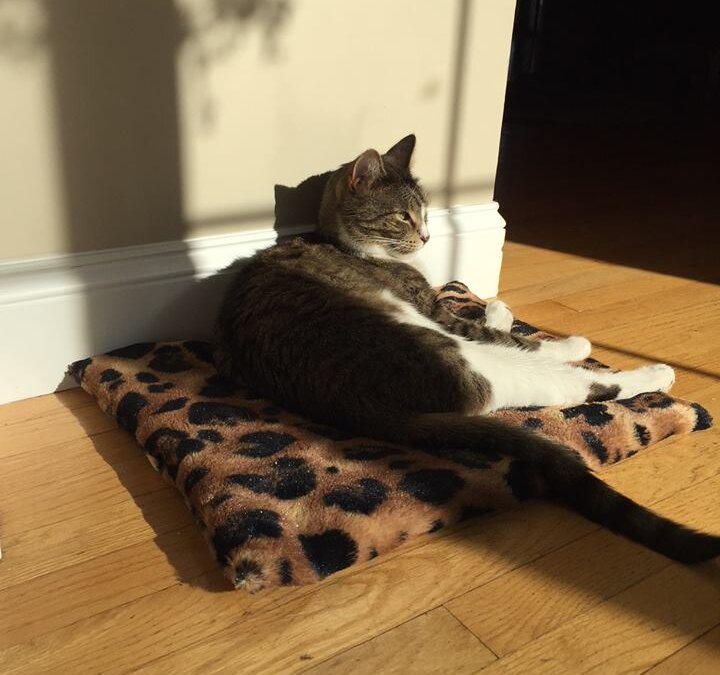 HOLIDAY CAT MAT SALE!