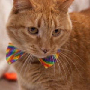 Dr. Pussums Fancy Feline Finery Cat Bow Ties